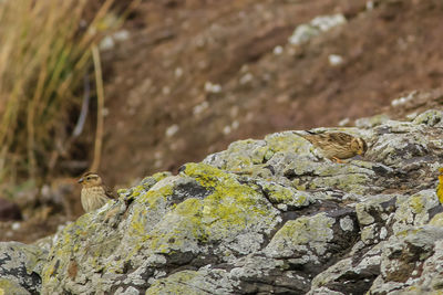 Close-up of lizard on rock