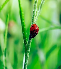 Close-up of ladybug on plant