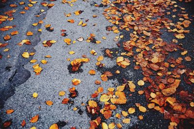 Close-up of dry maple leaves on road