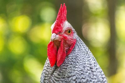 Close-up of a bird