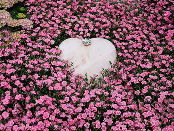 High angle view of pink flowering plants