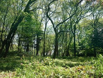 Trees in forest