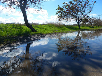 Reflection of trees in lake against sky