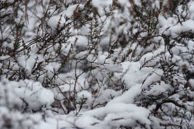 Full frame shot of snow covered trees