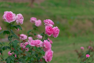 Close-up of pink roses on field