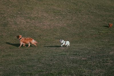View of sheep on landscape