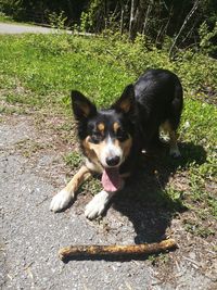 Portrait of black dog lying on land