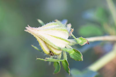Close-up of insect on plant
