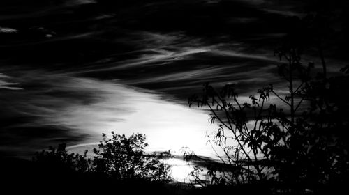 Silhouette trees by plants against sky