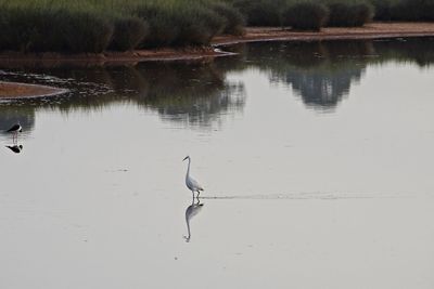 High angle view of gray heron on lake