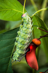 Close-up of insect on fruit