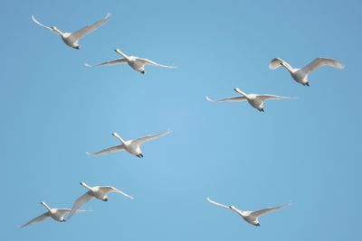 Low angle view of seagulls flying