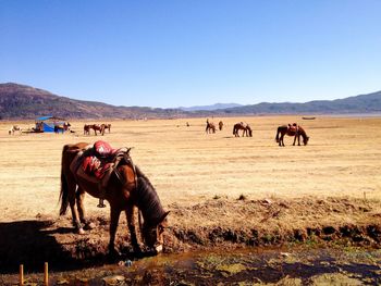 Horses in desert against clear sky