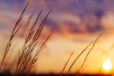 Close-up of stalks in field against sunset sky