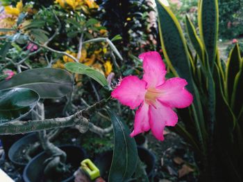 Close-up of pink flowering plant