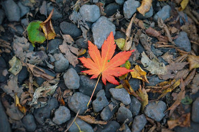 High angle view of orange maple leaves