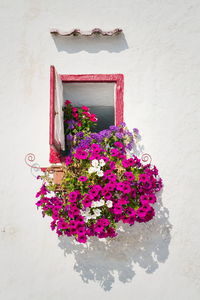 Close-up of flowers on wall