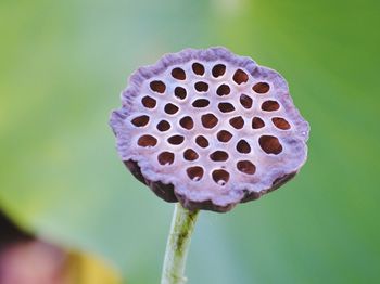 Close-up of purple lotus water lily