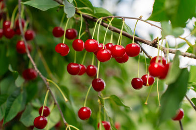 fruit
