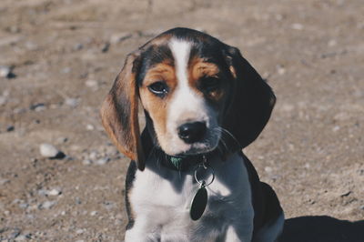 Close-up portrait of dog