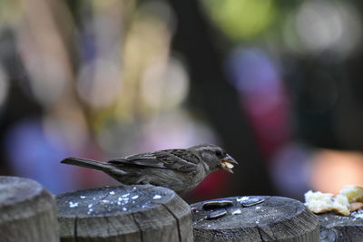 Close-up of birds perching on wood