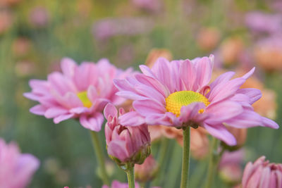 Close-up of pink flowering plant