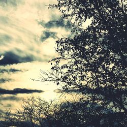 Low angle view of trees against sky