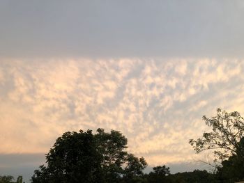 Low angle view of tree against sky