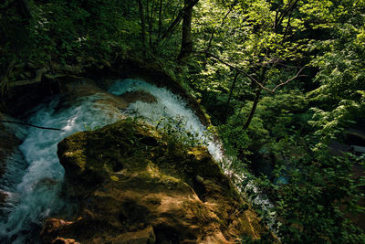 Scenic view of waterfall in forest