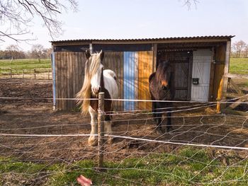 Horse in stable