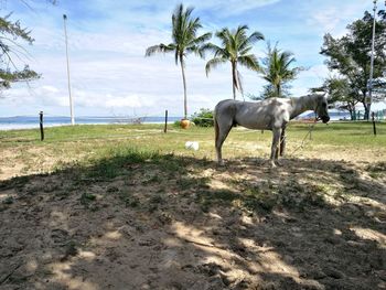 Horse on field against sky