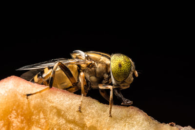 Extreme close-up of horse-fly on fruit against black background