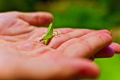 Close-up of human hand holding grasshopper