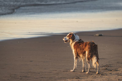 View of dog on beach