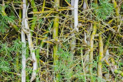 High angle view of bamboo plants on field