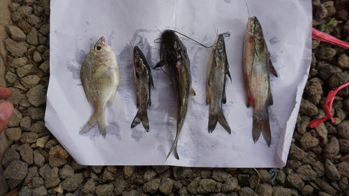 High angle view of fish for sale in market