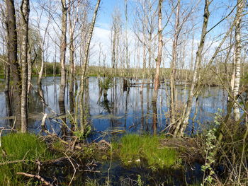 Scenic view of lake in forest