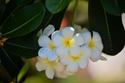 Close-up of white flowering plant