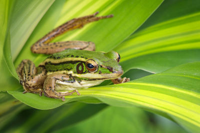 Close-up of frog on leaf