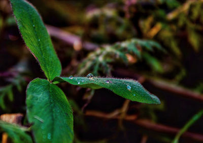 Close-up of wet plant