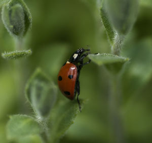 Close-up of ladybug on leaf