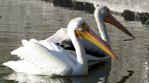 Close-up of swan in lake