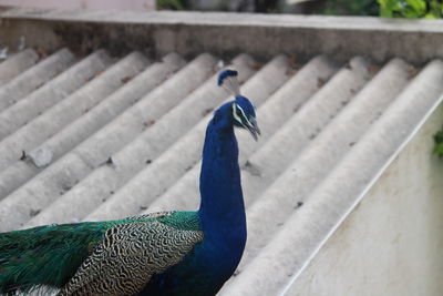 Close-up of peacock