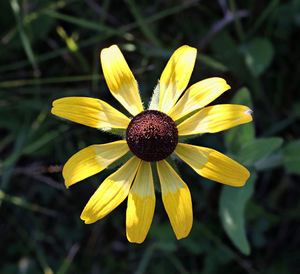 Macro shot of yellow flower