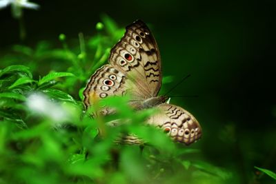 Close-up of butterfly on plant