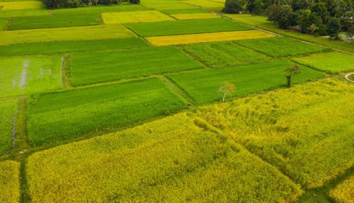 Scenic view of agricultural field