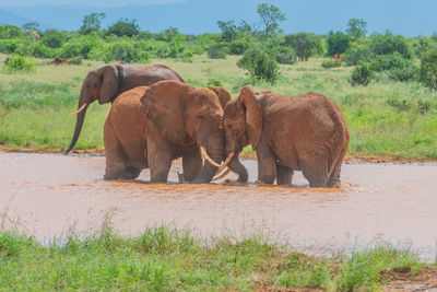 African elephants in the water for a quick dip with trunks locked and playing