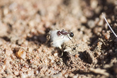 Close-up of lizard