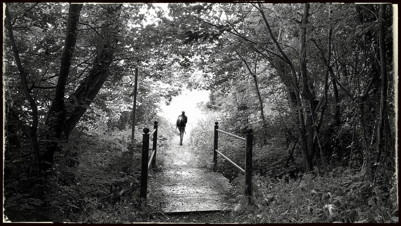 transfer print, tree, walking, auto post production filter, the way forward, lifestyles, rear view, men, full length, leisure activity, forest, dirt road, footpath, tranquility, nature, standing, person, growth