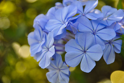 Close-up of purple hydrangea flowers